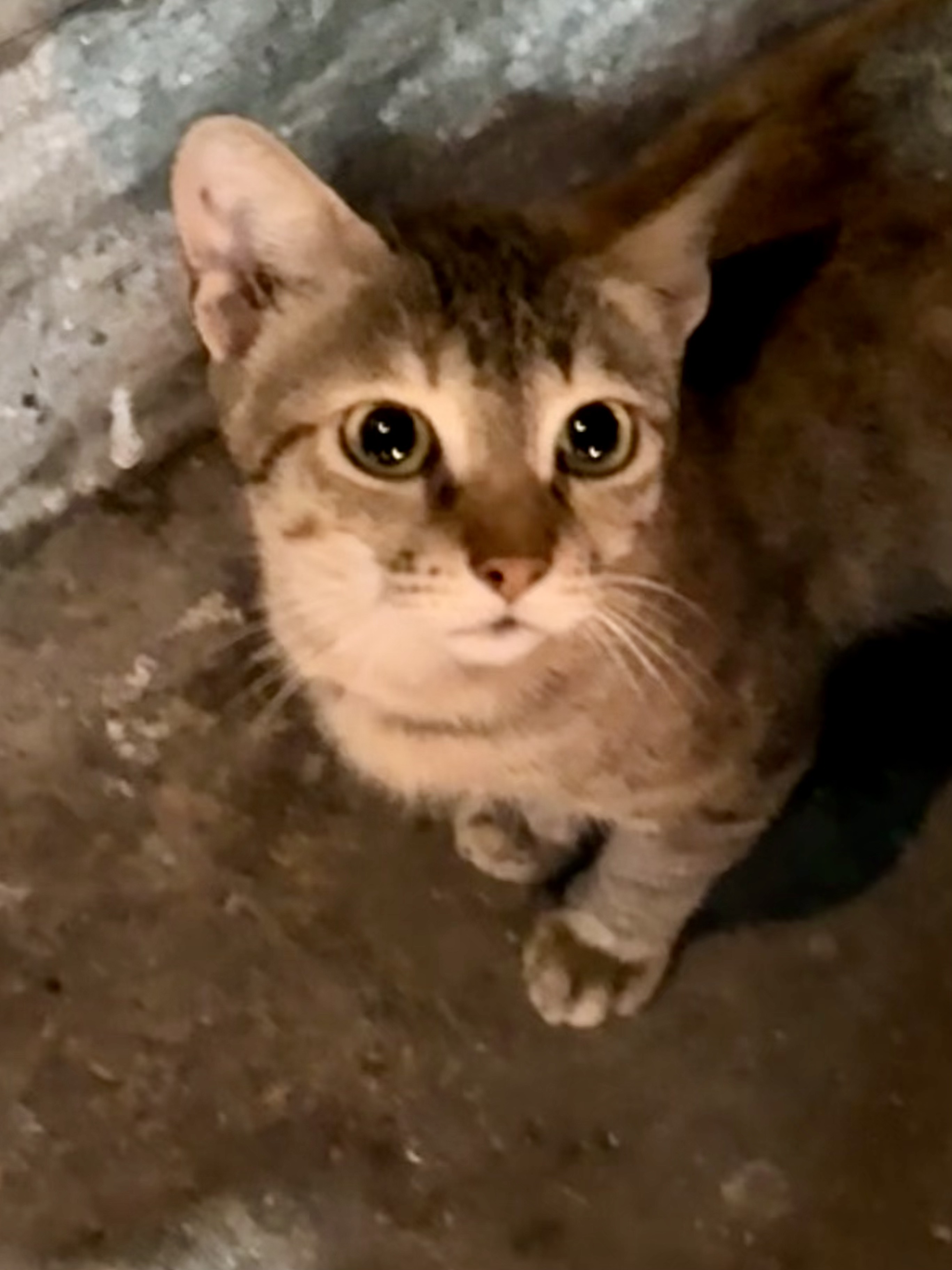 Abyssian Cat (i think)