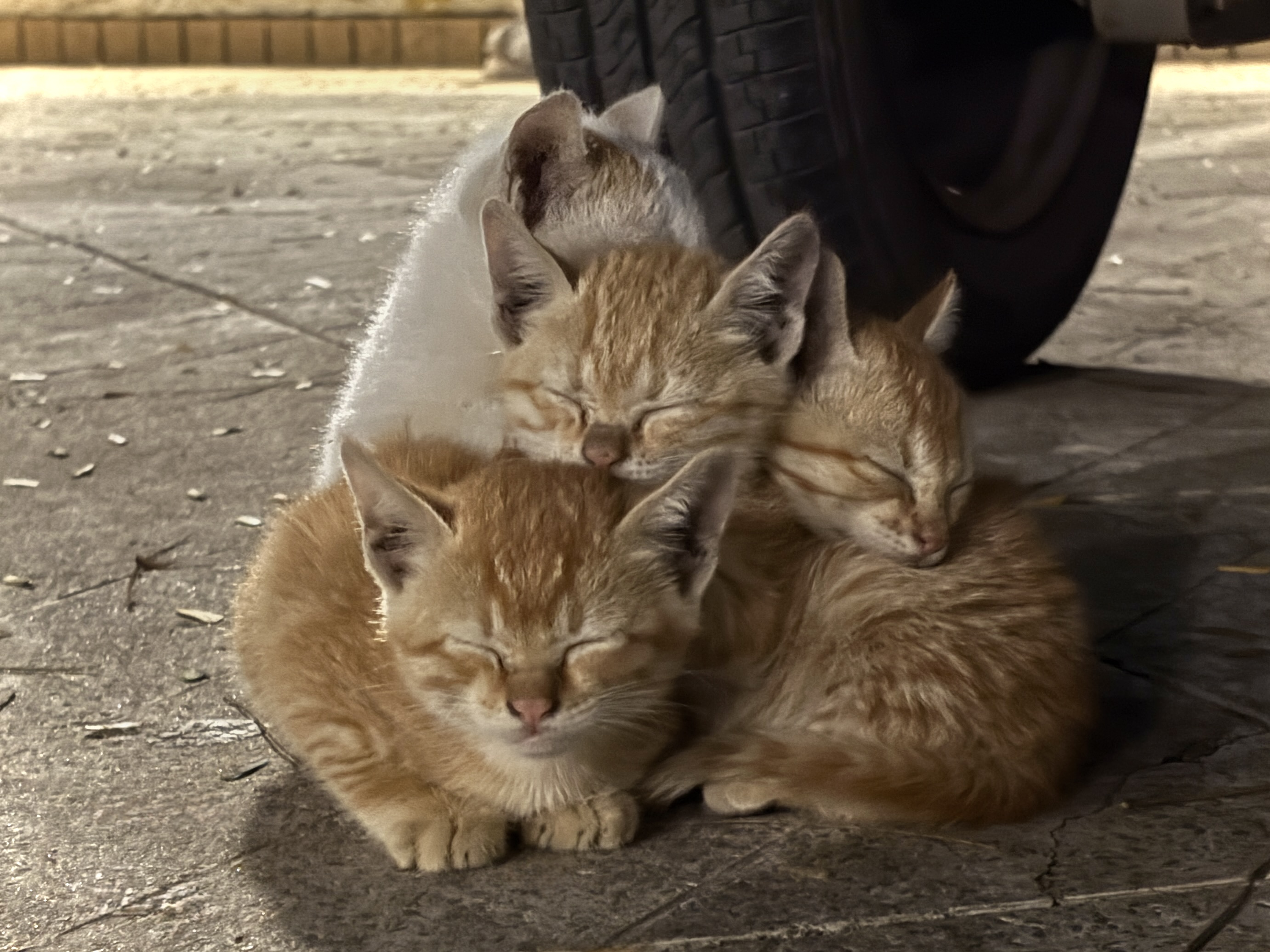 Animal photograph from field notes