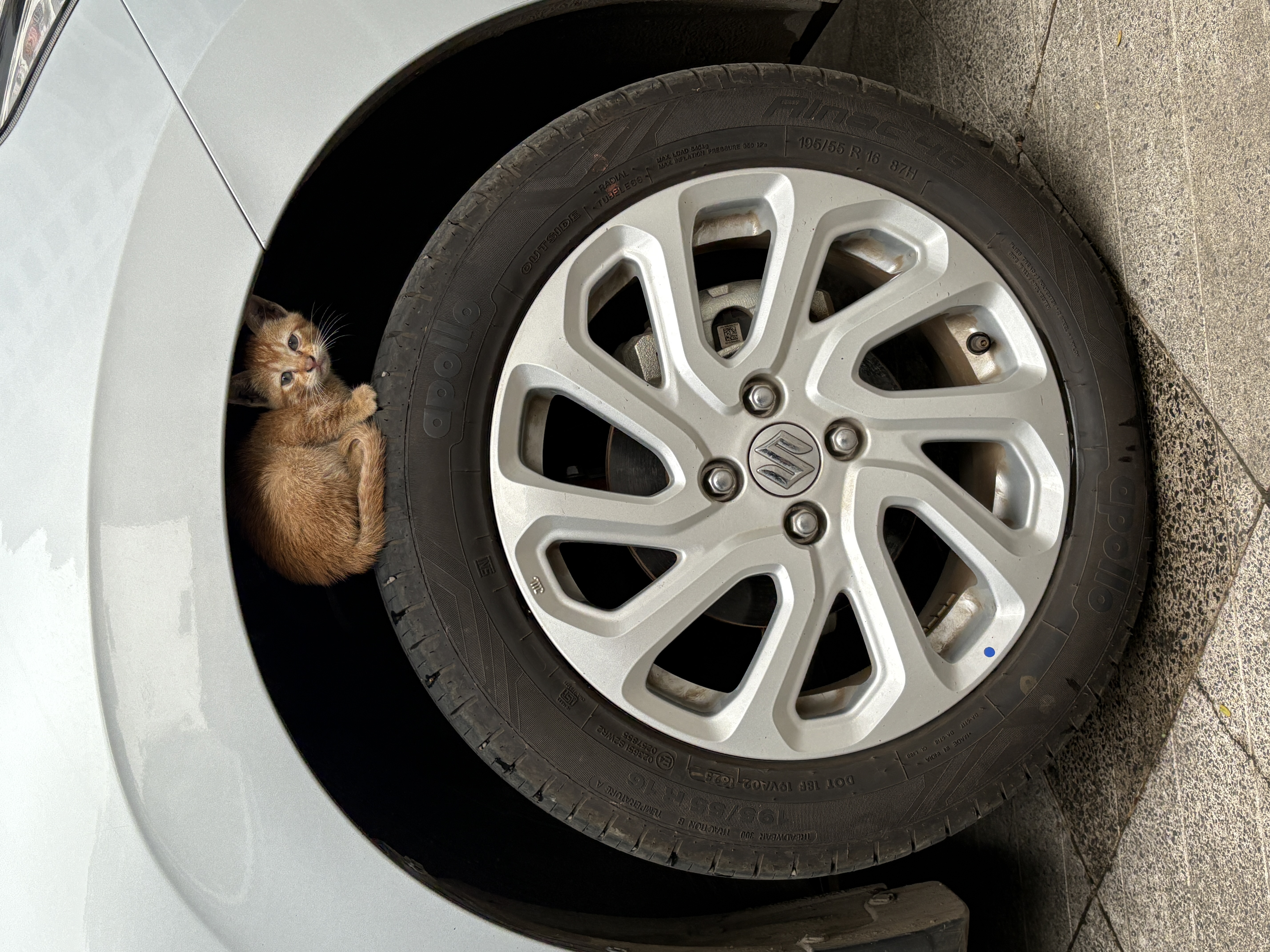 Animal photograph from field notes