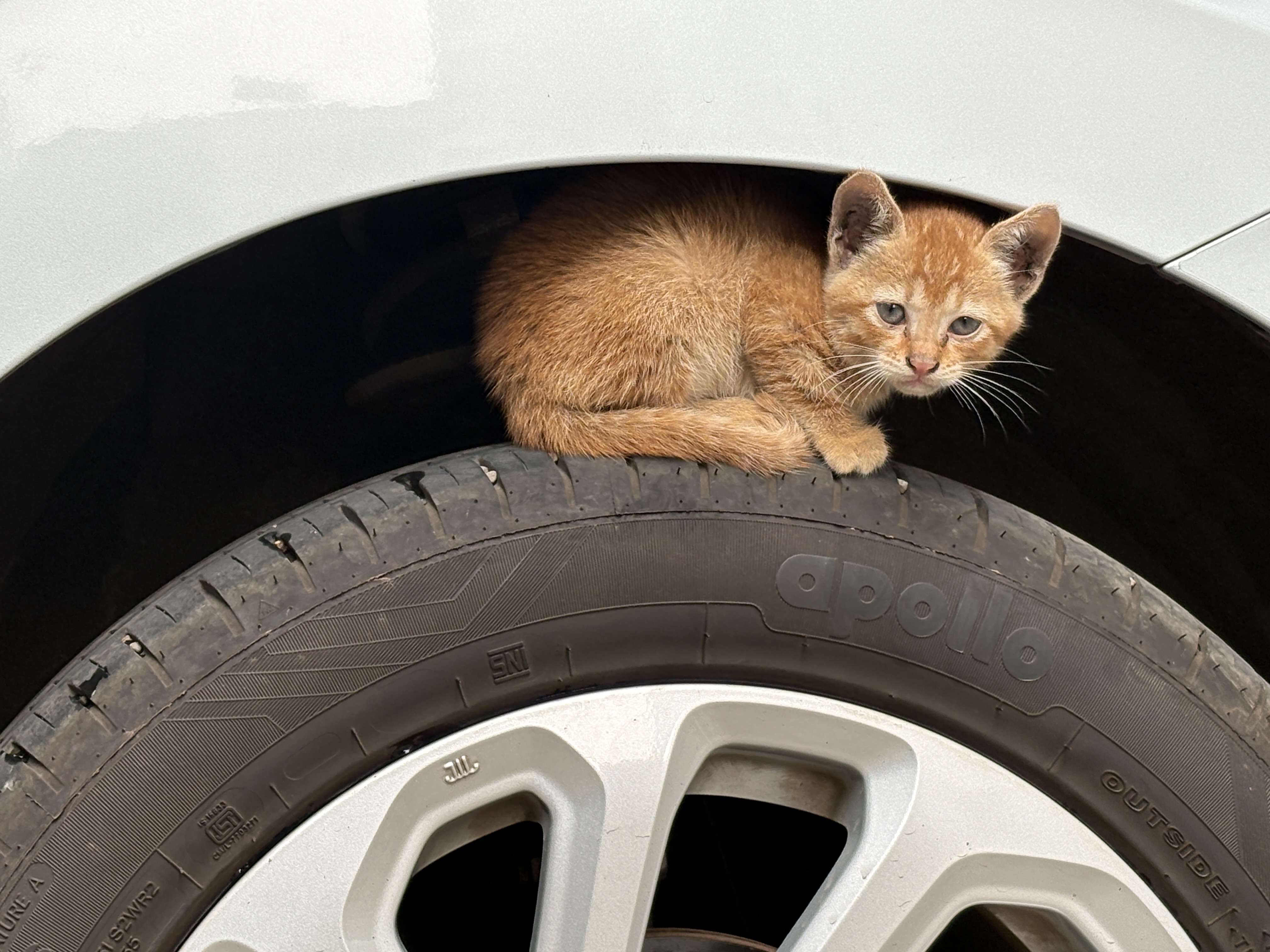 Animal photograph from field notes