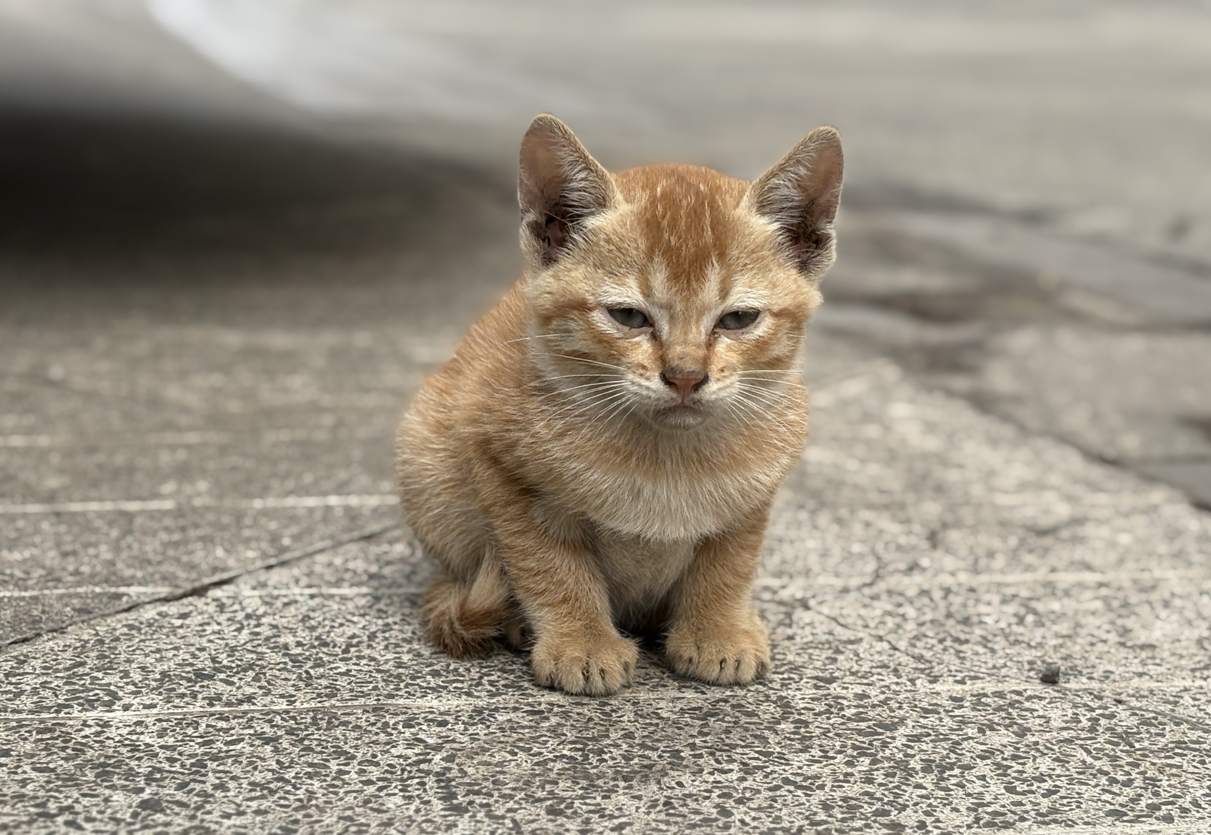 Animal photograph from field notes