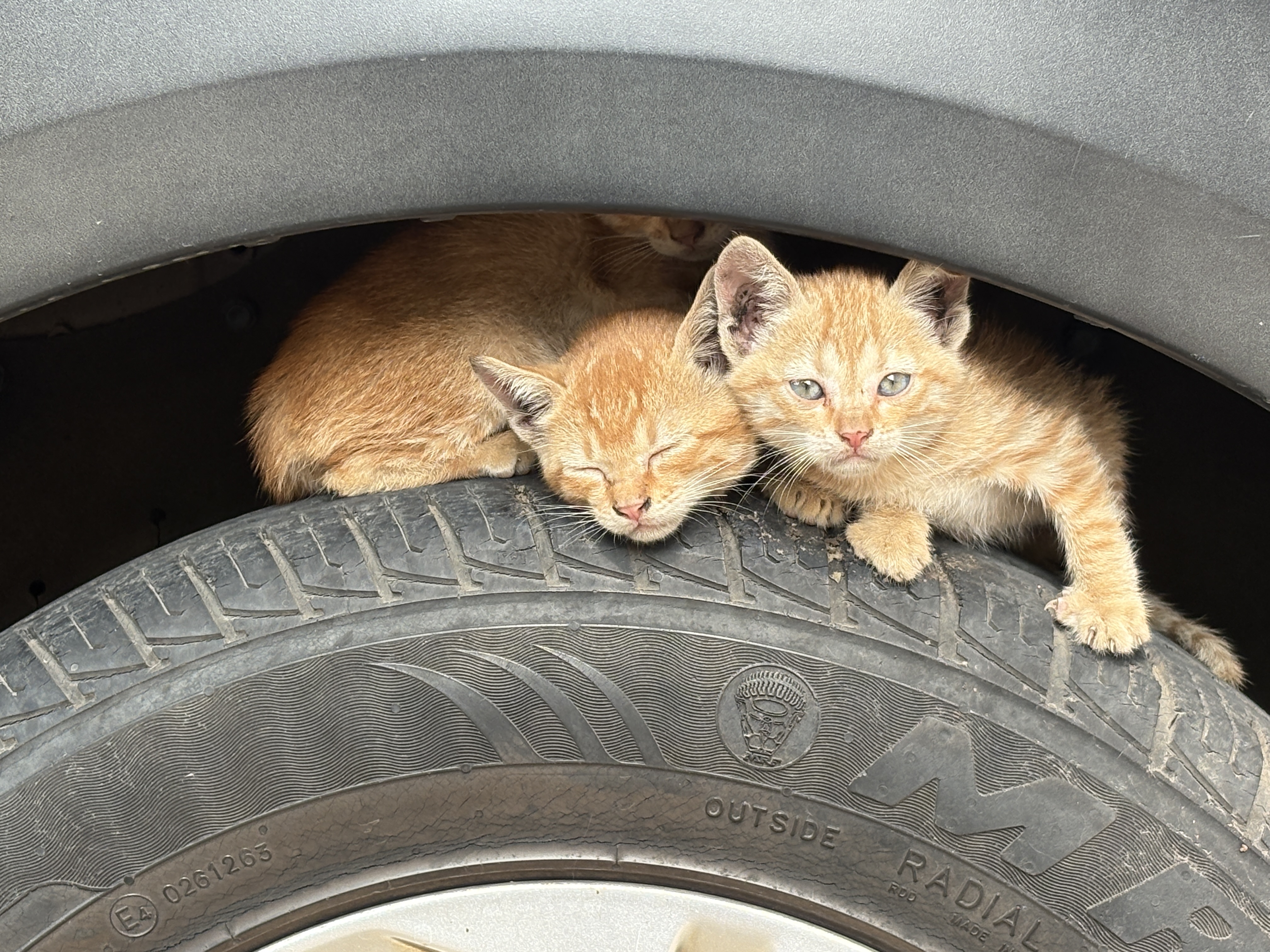 Animal photograph from field notes