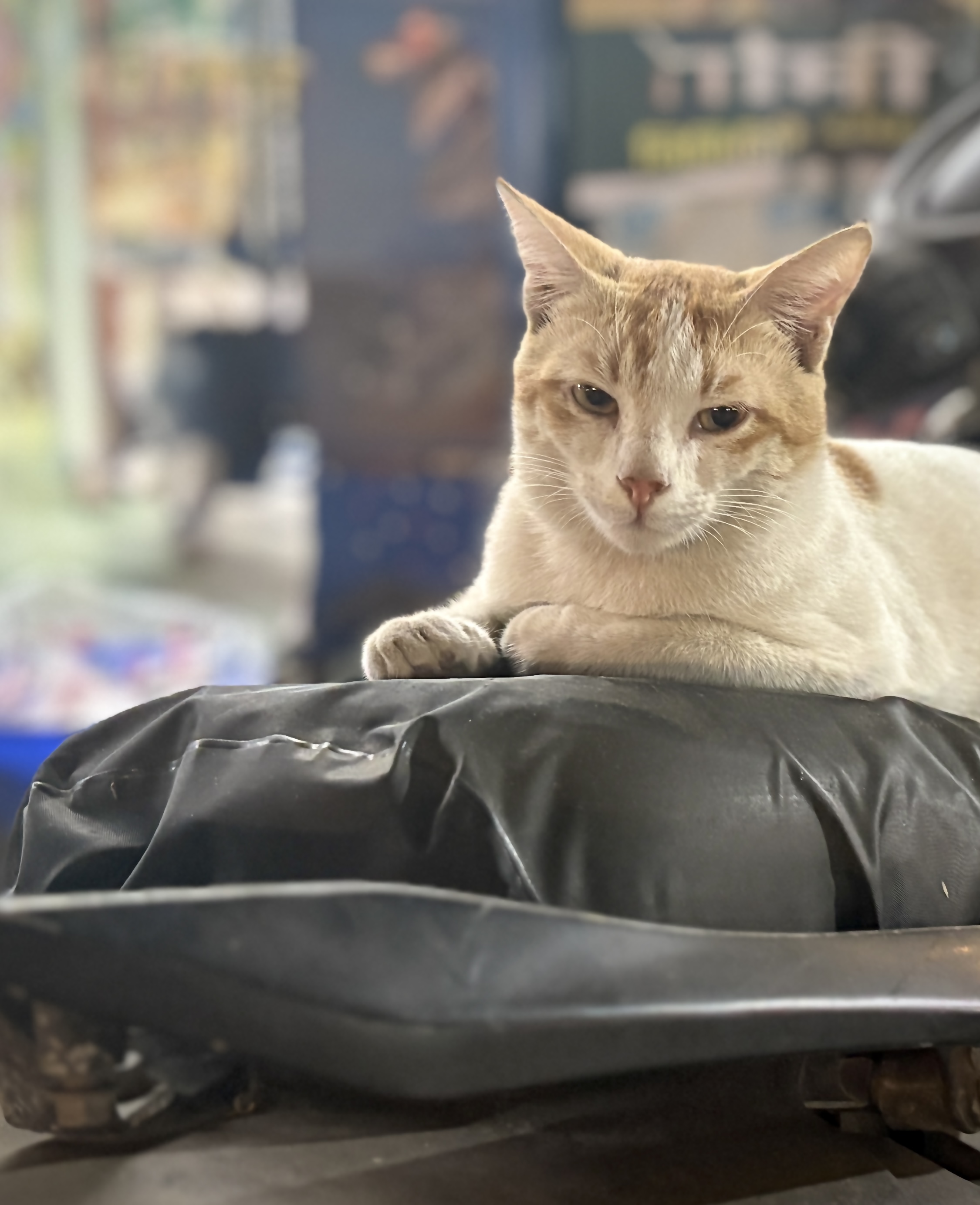 Animal photograph from field notes