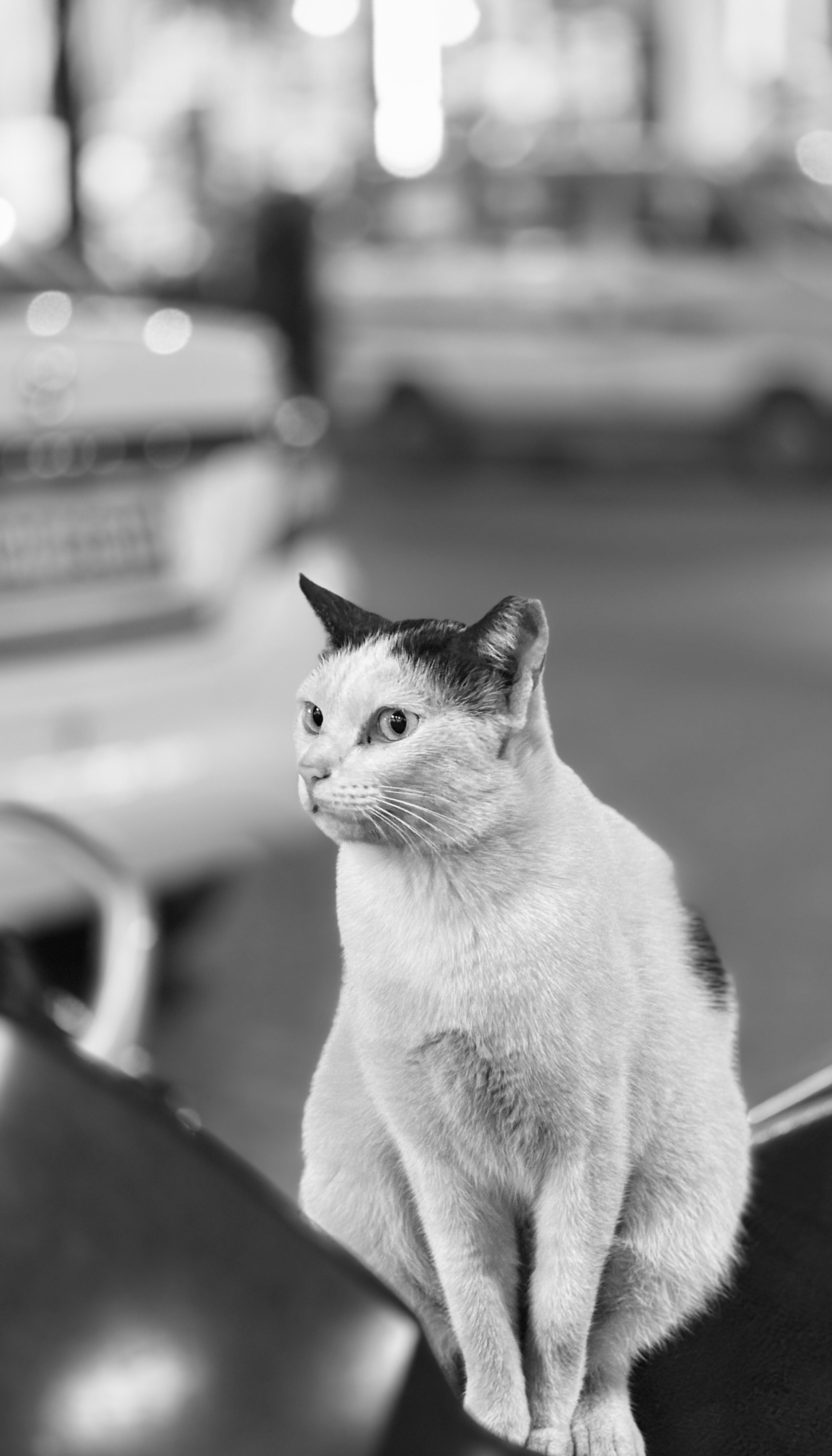 Animal photograph from field notes