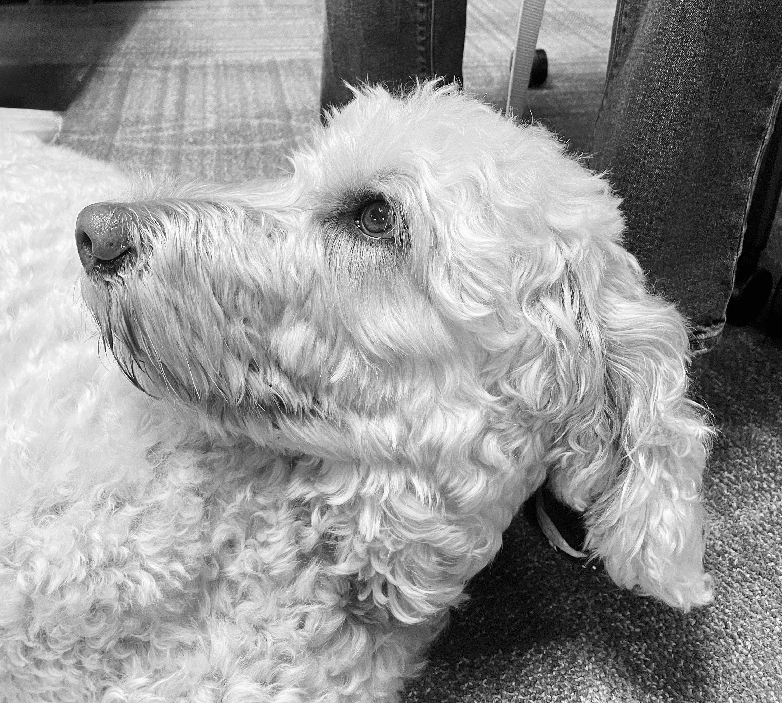 Animal photograph from field notes