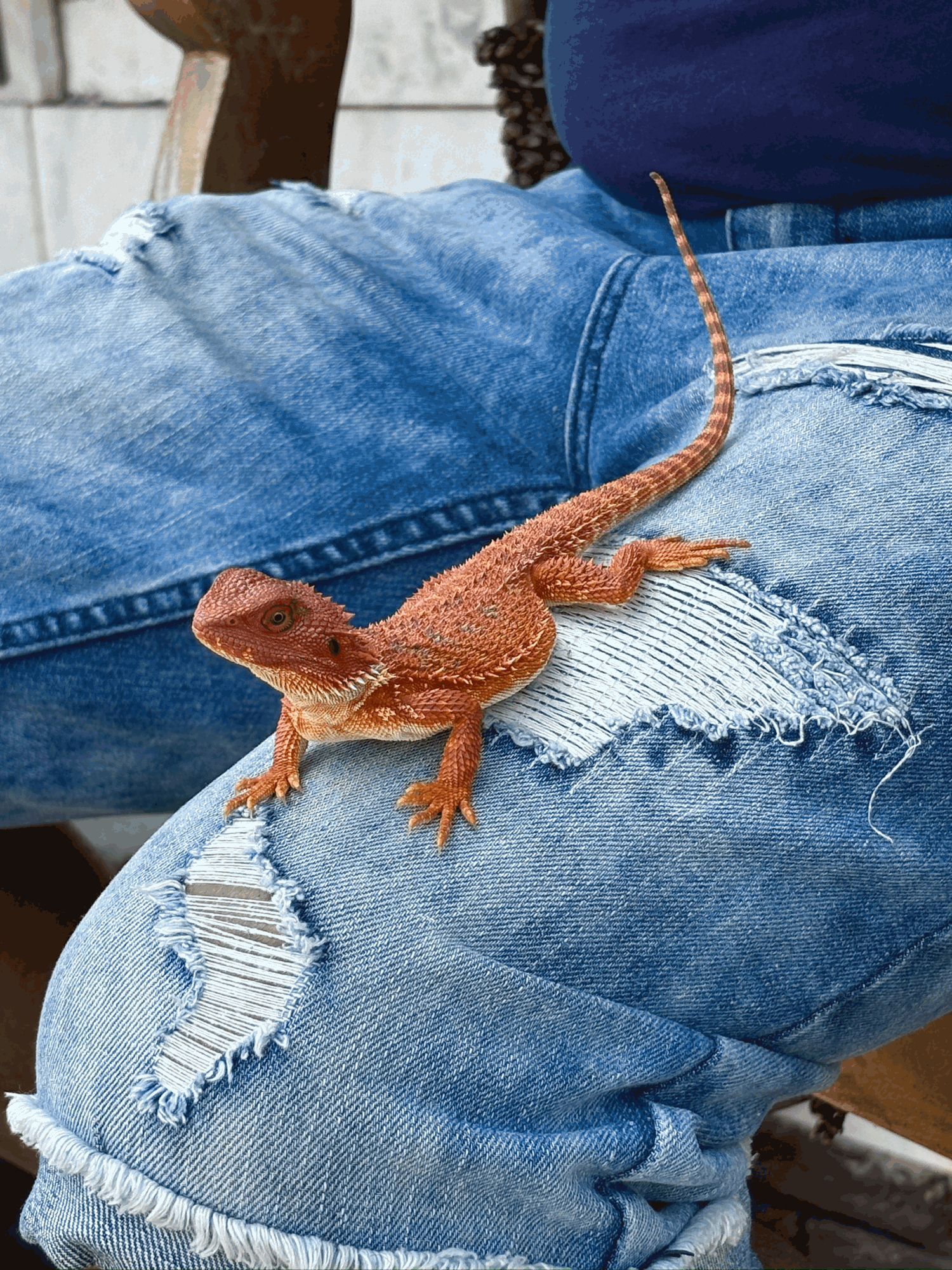 Red-orange bearded dragon on torn blue jeans
