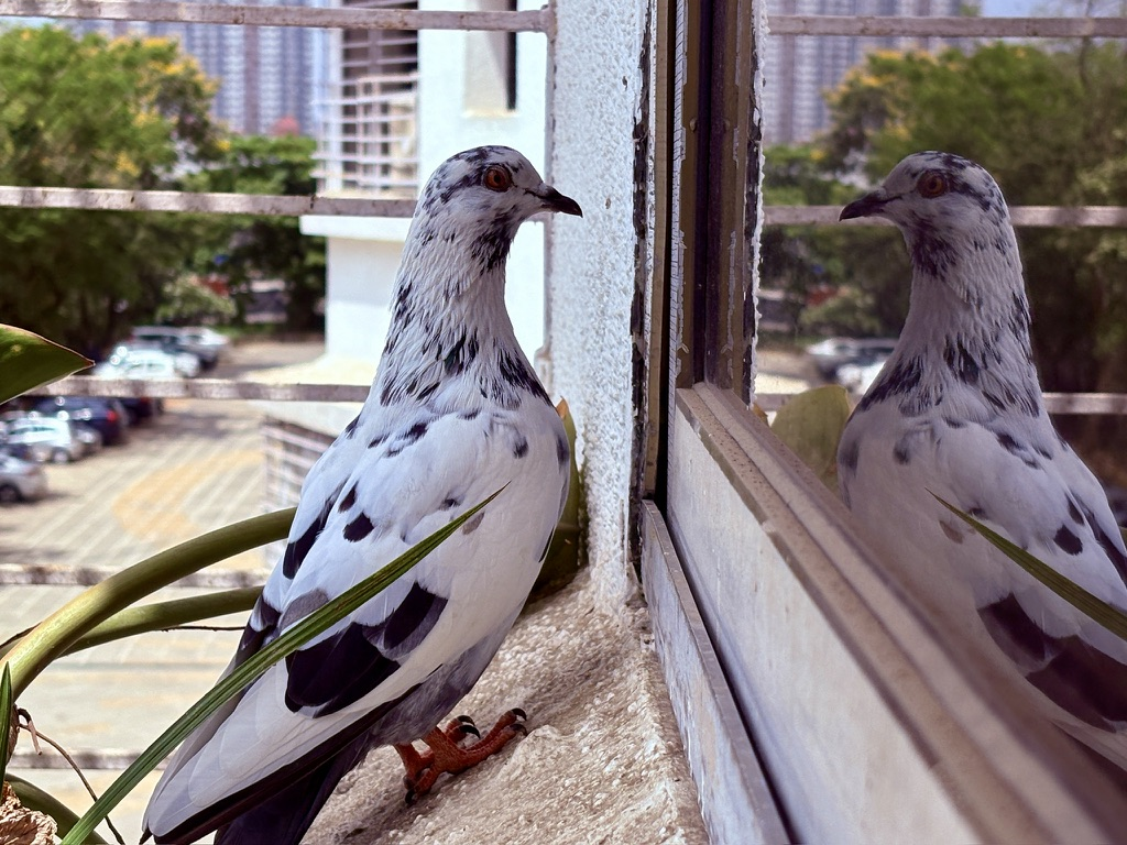 Pigeon on a windowsill with its reflection in the pane
